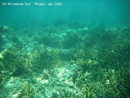 20090420 Phi Phi Island - Maya Bay- Koh Khai  40 of 182 